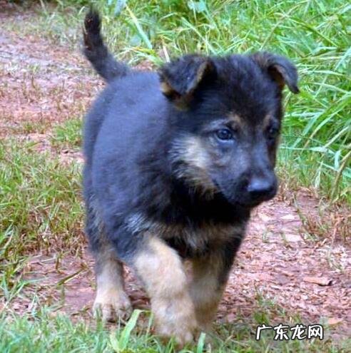 小狗身上有跳蚤该怎么办，4招帮你轻轻松松处理