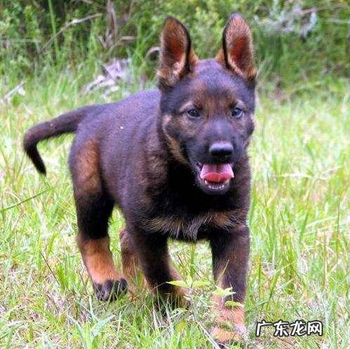 小狗身上有跳蚤该怎么办，4招帮你轻轻松松处理