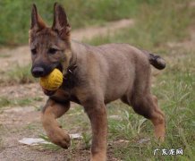 小狗身上有跳蚤该怎么办，4招帮你轻轻松松处理