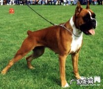 幼狗多发性的遗传疾病与创伤