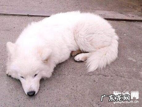 犬的虱虫病防止及治疗方法?