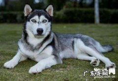 如何预防犬沙门氏菌病？