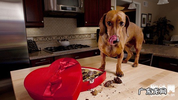 【小狗为什么不可以吃巧克力】狗狗巧克力中毒的症状及治疗方法