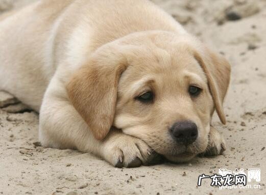 【小狗为什么不可以吃巧克力】狗狗巧克力中毒的症状及治疗方法