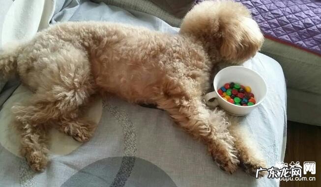 【小狗为什么不可以吃巧克力】狗狗巧克力中毒的症状及治疗方法