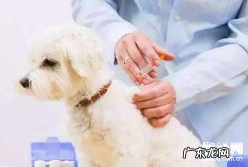 狗狗多大接种疫苗？小狗应当打什么预苗？