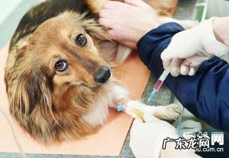 狗狗多大接种疫苗？小狗应当打什么预苗？