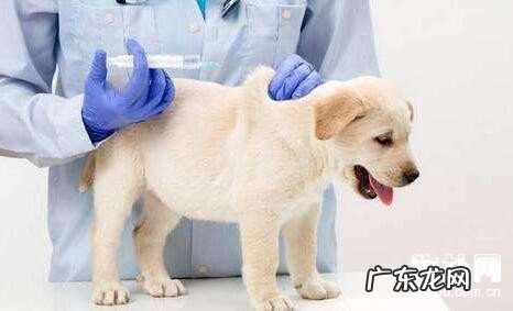狗狗多大接种疫苗？小狗应当打什么预苗？