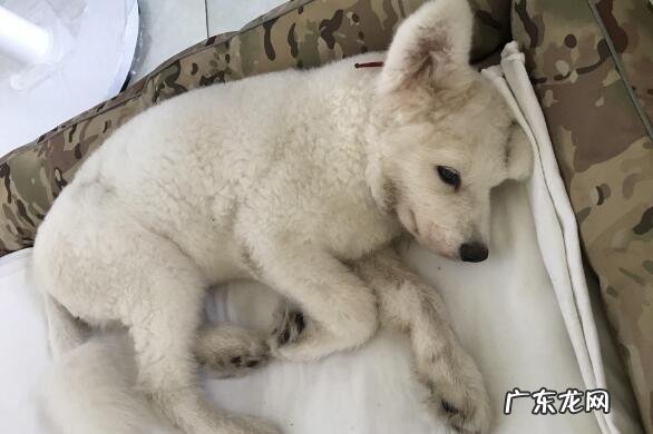 狗狗生病的症状表现有什么，6大病症需掌握