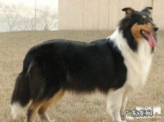 犬弓形体病的预防方式