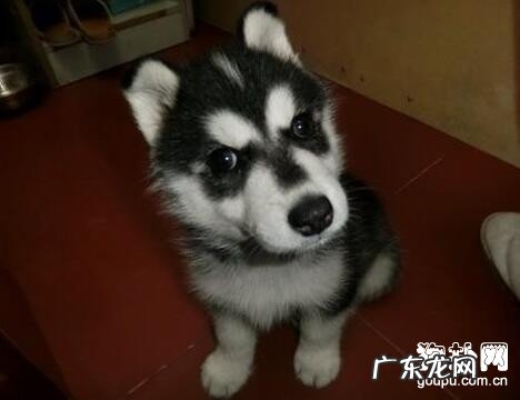 犬的蠕形螨病病症及治疗方法