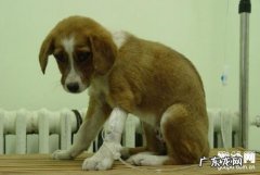 犬蠕形螨病怎么预防