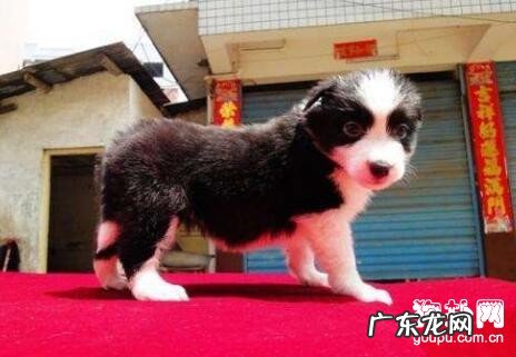 犬过敏性皮炎的归类及治疗方法