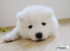 自身小狗得了皮肤疾病该怎么办？下列这几个常用招式帮您消除疑惑