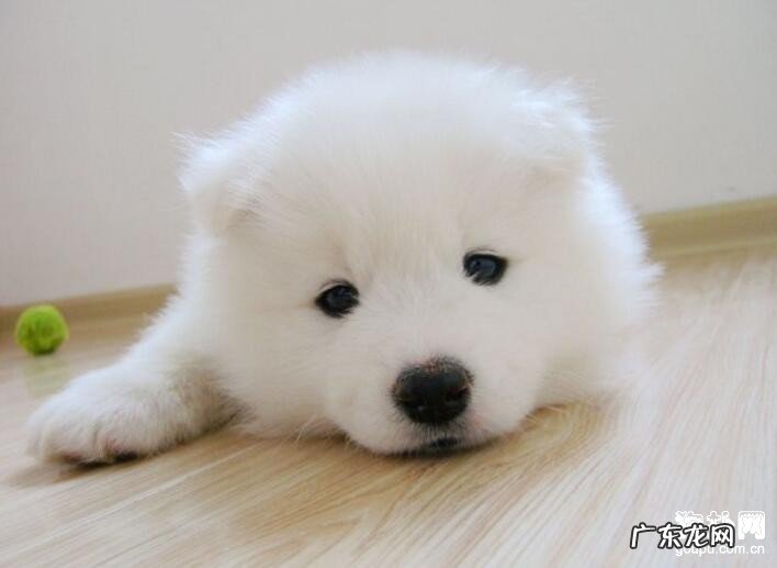 自身小狗得了皮肤疾病该怎么办？下列这几个常用招式帮您消除疑惑