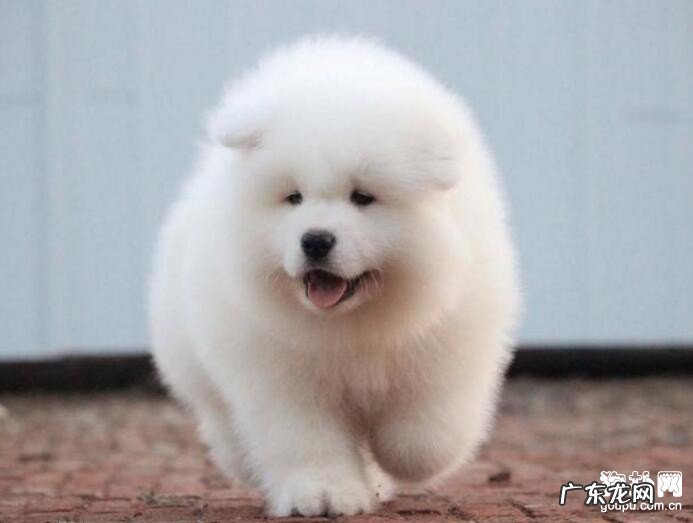 自身小狗得了皮肤疾病该怎么办？下列这几个常用招式帮您消除疑惑