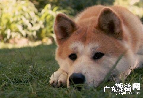 【犬冠状病毒病症】狗狗细小病毒病缘故、防止及治疗方法