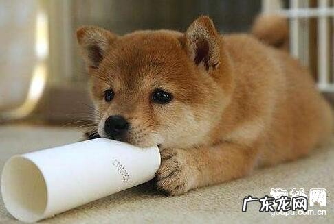 【犬冠状病毒病症】狗狗细小病毒病缘故、防止及治疗方法