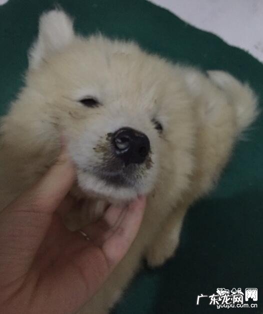 犬冠状病毒该怎么治疗