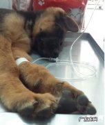 犬冠状病毒该怎么治疗