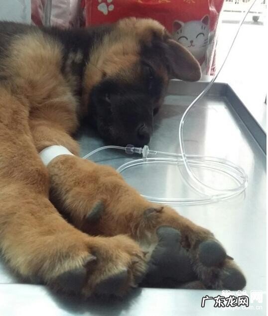 犬冠状病毒该怎么治疗