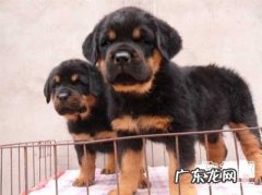 小狗膝盖骨换人的病症及治疗方法