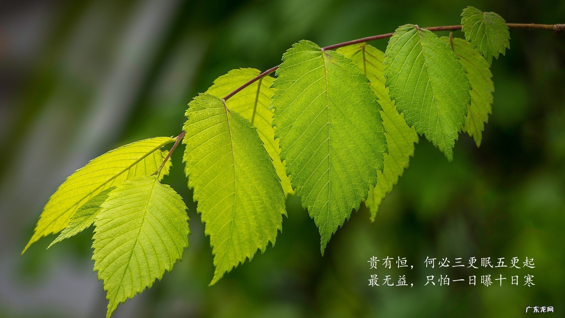 藕断丝连辅助攻击是怎样的