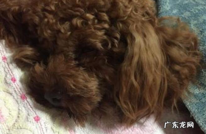 狗狗肠炎病症及治疗方法