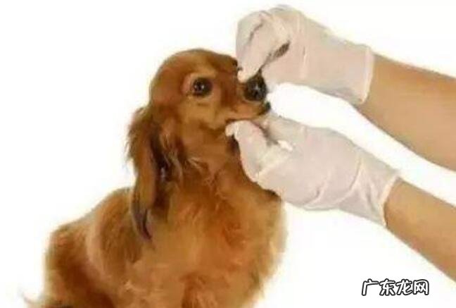 狗狗肠炎病症及治疗方法