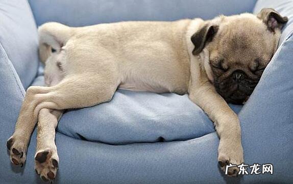 狗狗肠炎病症及治疗方法