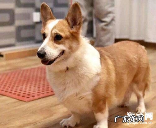 犬球虫病病症及治疗方法