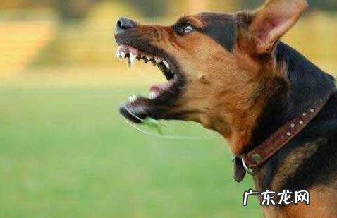 狂犬病毒会学狗叫吗,狂犬病毒初期有哪些症状