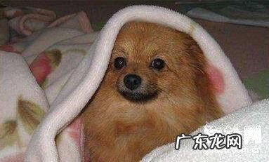 【犬耳血肿病症】犬耳血肿缘故及预防方式