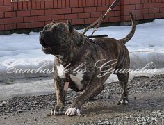 犬瘟能够 治好吗，治疗费大概多少钱