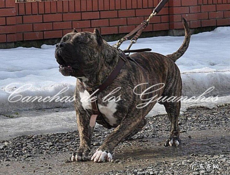 犬瘟能够 治好吗,治疗费大概多少钱