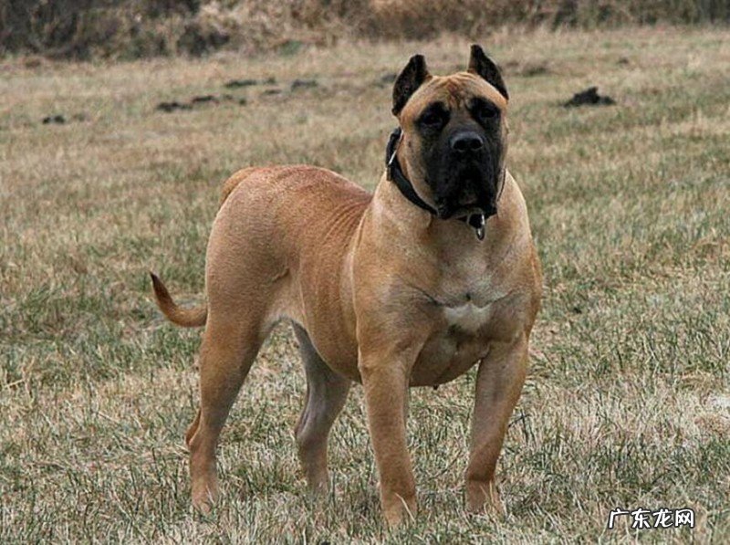 犬瘟能够 治好吗,治疗费大概多少钱