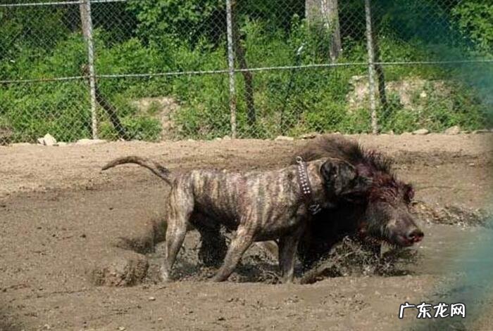 犬瘟能够 治好吗,治疗费大概多少钱