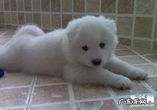 合理防止犬冠状病毒的对策