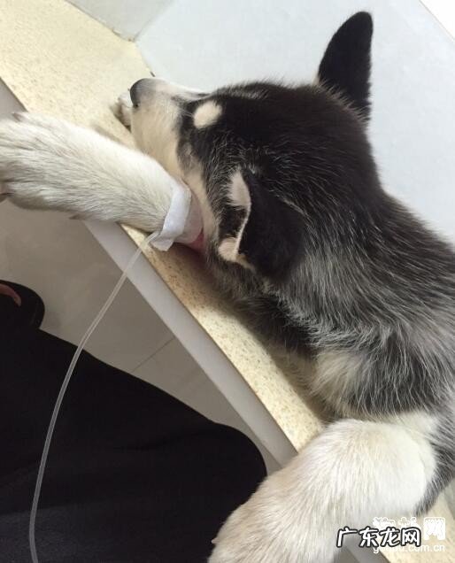 合理防止犬冠状病毒的对策