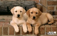 小狗吃完狗驱虫药以后产生拉肚子，应该怎么办？