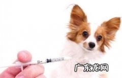 注入狗狗疫苗的常见问题