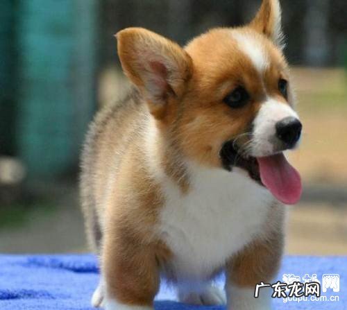 注入狗狗疫苗的常见问题