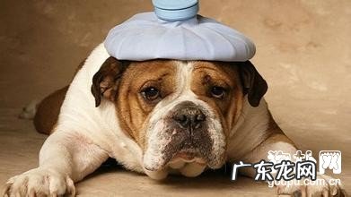 【犬心丝虫病病症】犬心丝虫病防止及治疗方法