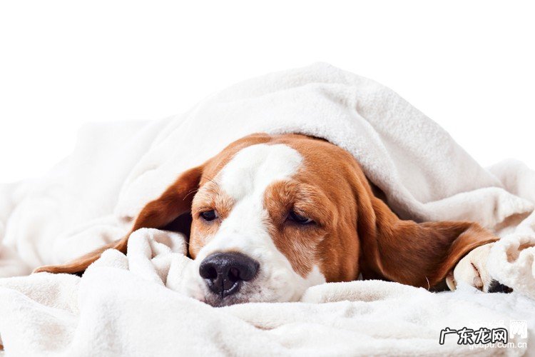 【犬冠状病毒】犬冠状病毒医治及常见问题