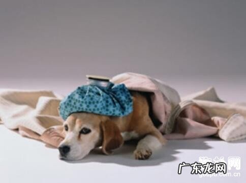 【犬冠状病毒】犬冠状病毒医治及常见问题