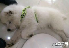 小狗为什么会感柒上细小病毒呢?