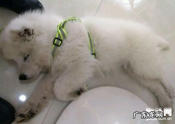 小狗为什么会感柒上细小病毒呢?