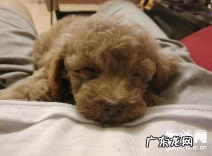 狗狗细小病毒症状与治疗方法