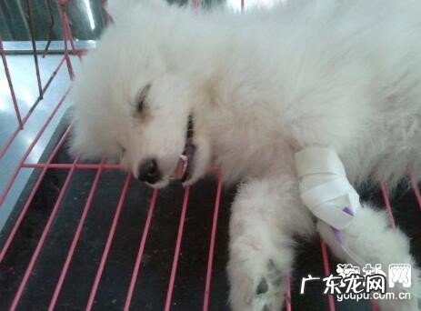 狗狗细小病毒症状与治疗方法