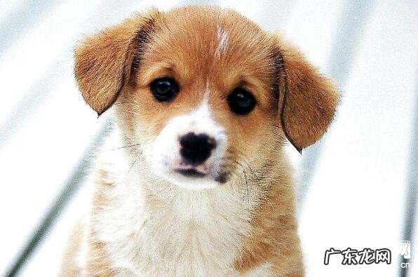 狗狗翻肠子该怎么办,狗狗翻肠子吃什么食物?